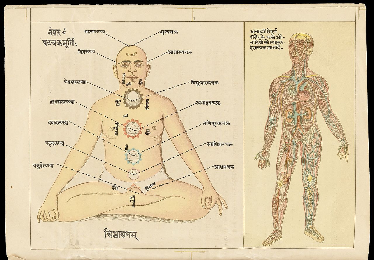 jóga anatómia